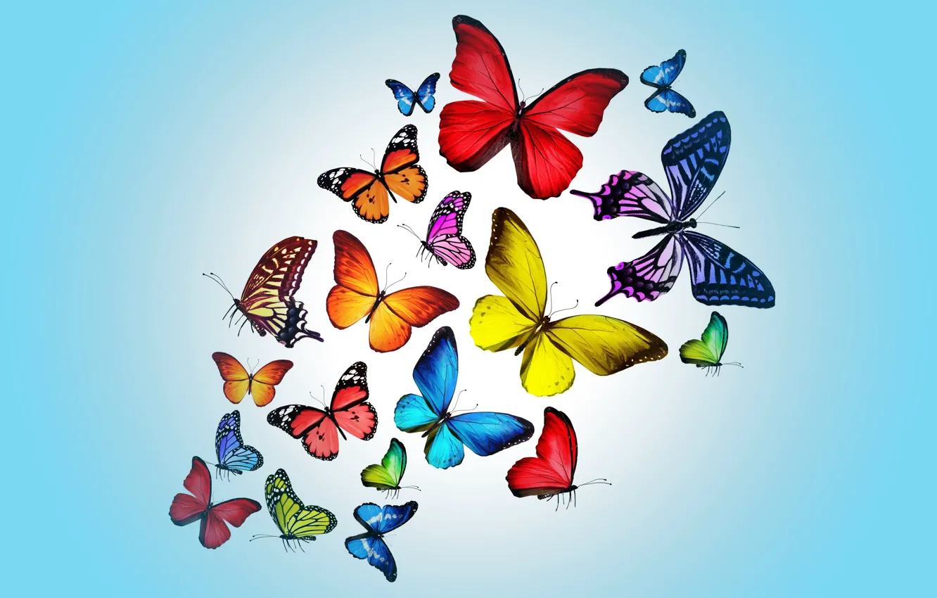 Фото обои бабочки, colorful, blue, butterflies, design by Marika