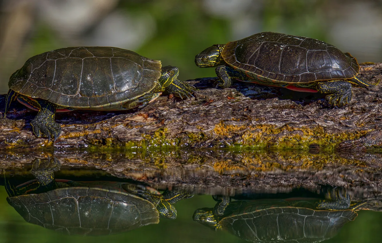 Фото обои отражение, две, черепаха, пара, бревно, водоем, черепахи, водяные