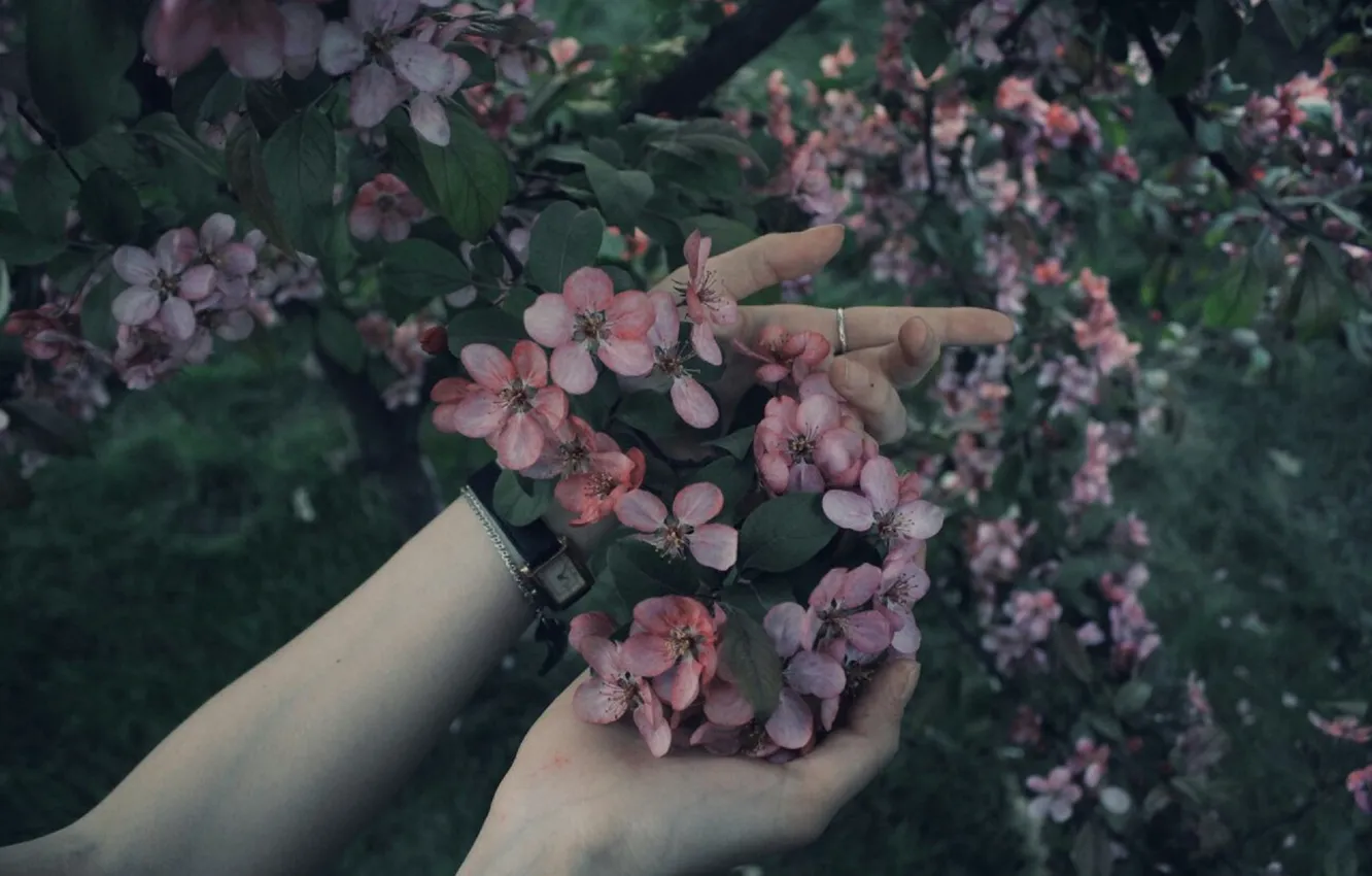 Фото обои лес, лето, цветы, дерево, розовый, руки, красиво, 2016
