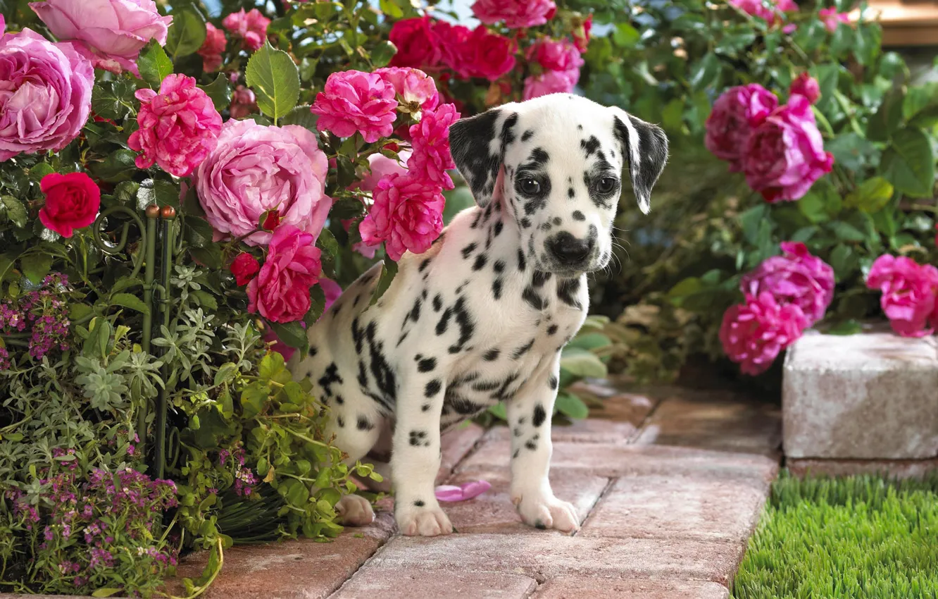Фото обои цветы, щенок, далматин