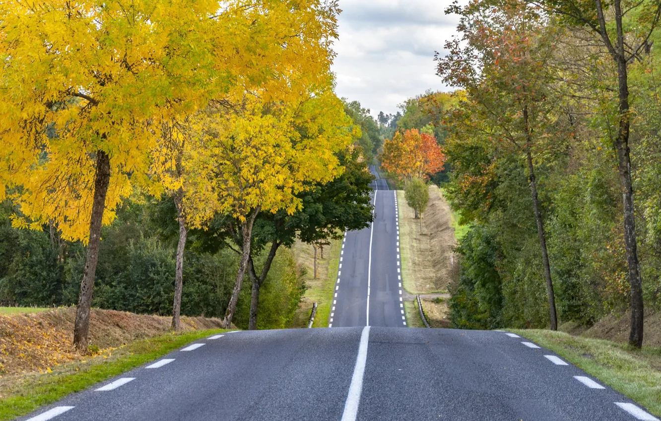 Фото обои дорога, деревья, природа