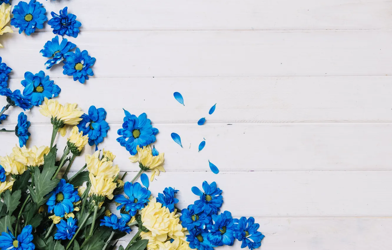 Фото обои цветы, желтые, синие, хризантемы