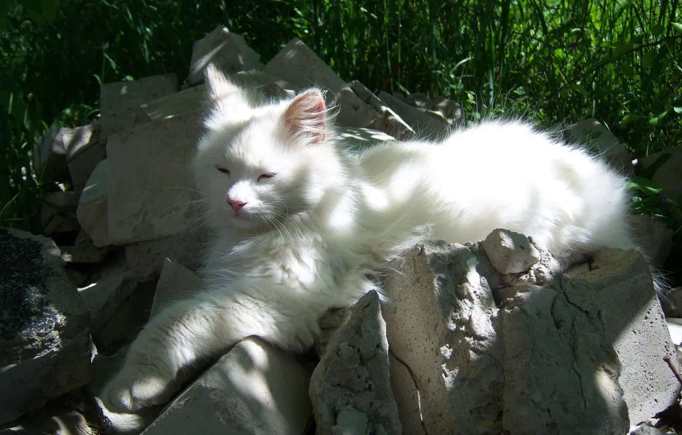 Фото обои белый, трава, кот, кирпичи, солнечно