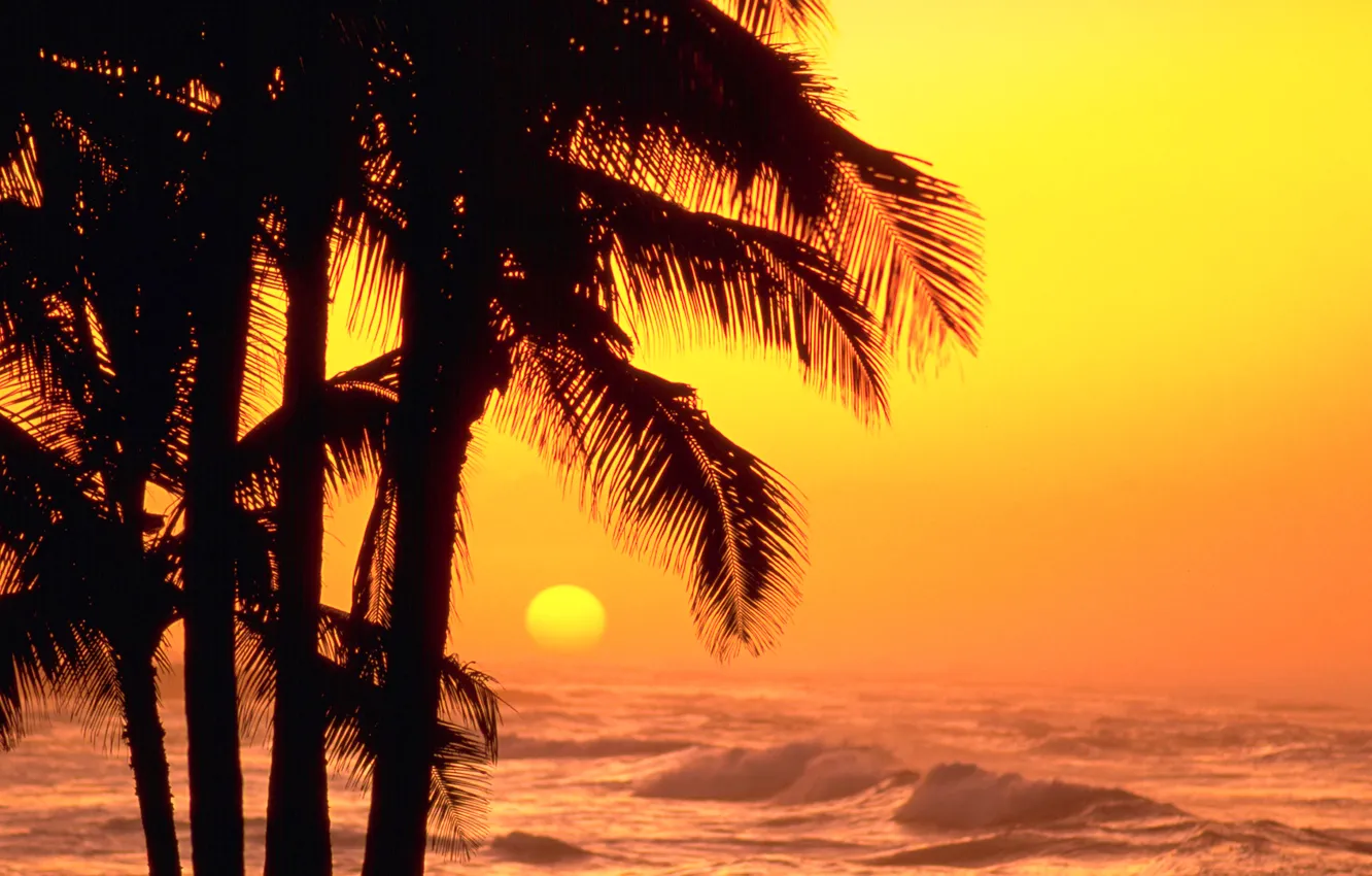 Фото обои море, волны, небо, солнце, закат, пальмы, силуэт