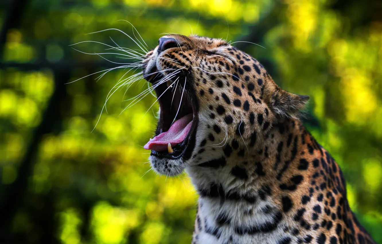 Фото обои язык, морда, хищник, пасть, леопард, дикая кошка, зевает, боке
