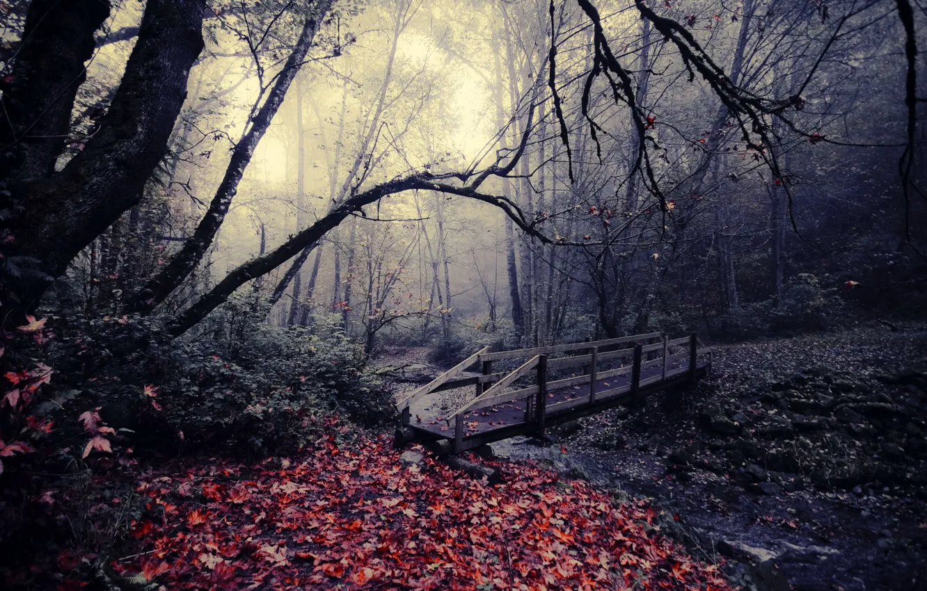 Фото обои осень, листья, мост, природа, парк