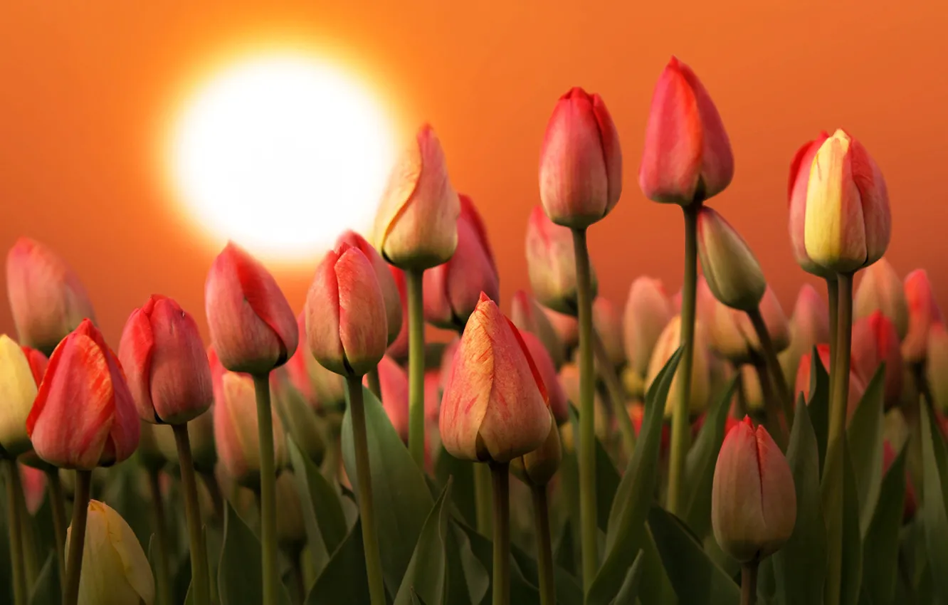 Фото обои солнце, цветы, природа, восход, весна, утро, тюльпаны
