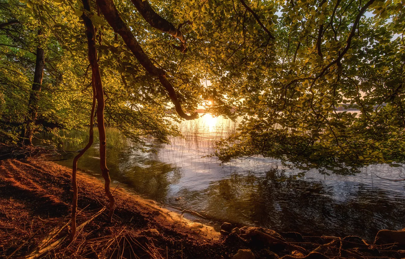 Фото обои солнце, ветки, озеро, рассвет, берег, листва, утро, водоем