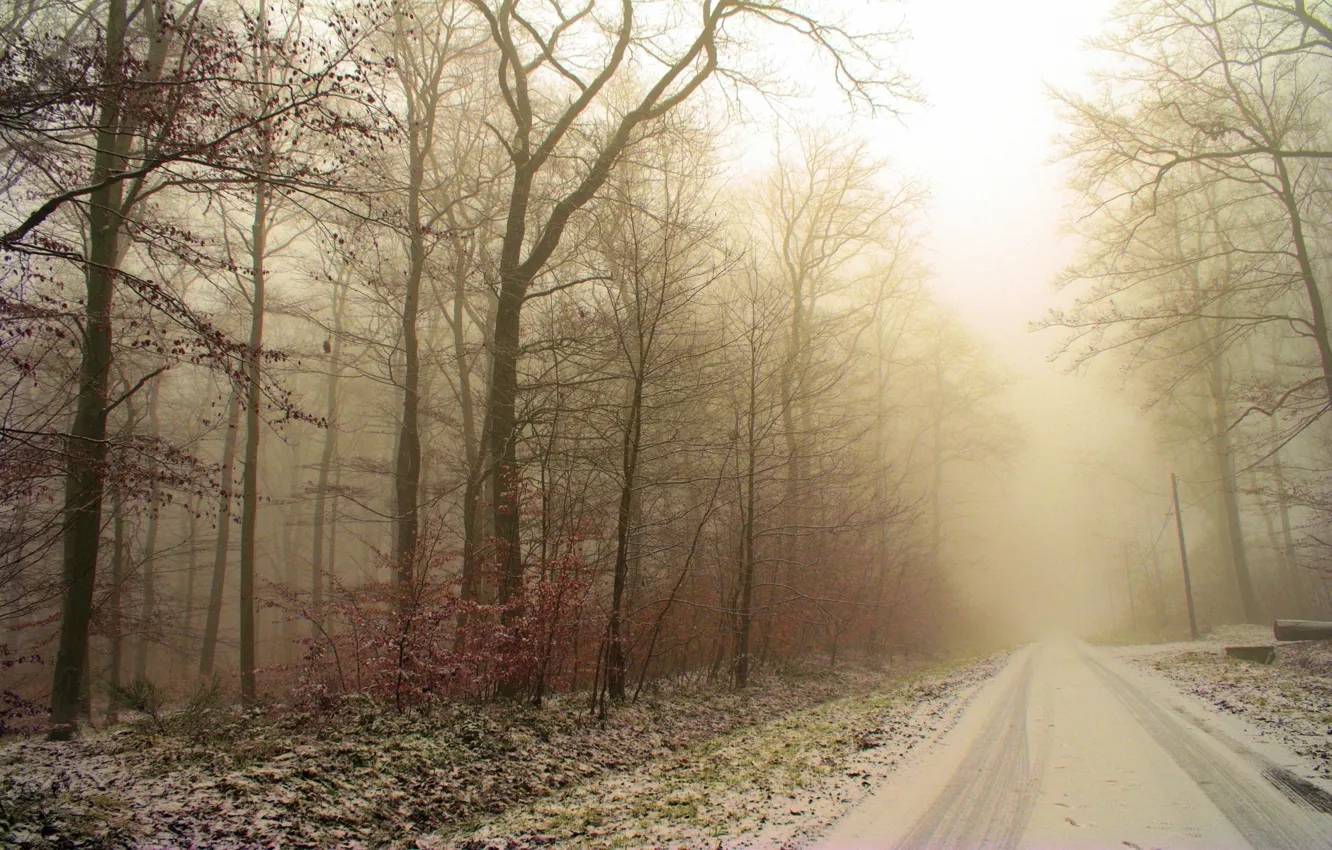 Фото обои иней, дорога, лес, снег, деревья, следы, Зима