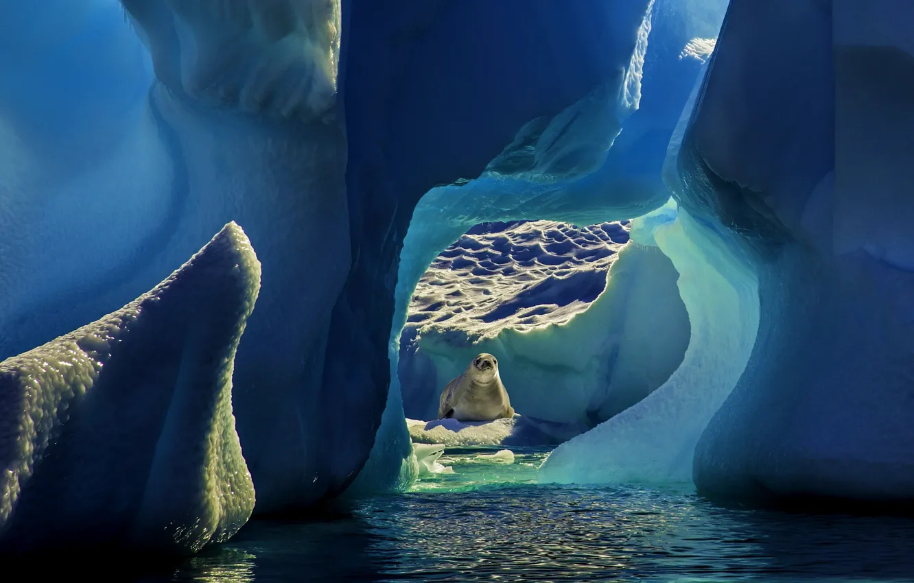 Фото обои природа, океан, животное, тюлень, льды, Антарктика, льдины