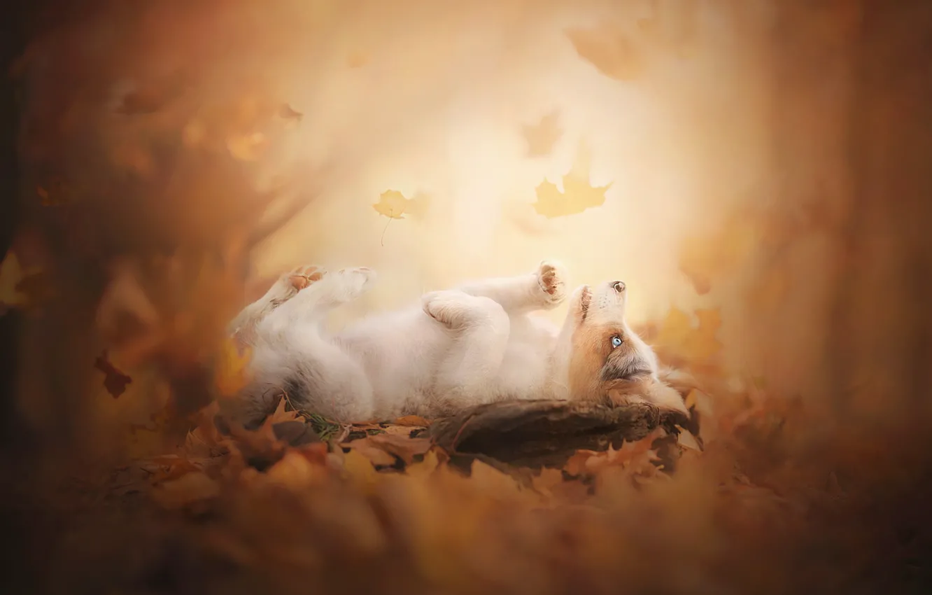 Фото обои осень, листья, щенок, боке, пёсик, Австралийская овчарка, Аусси