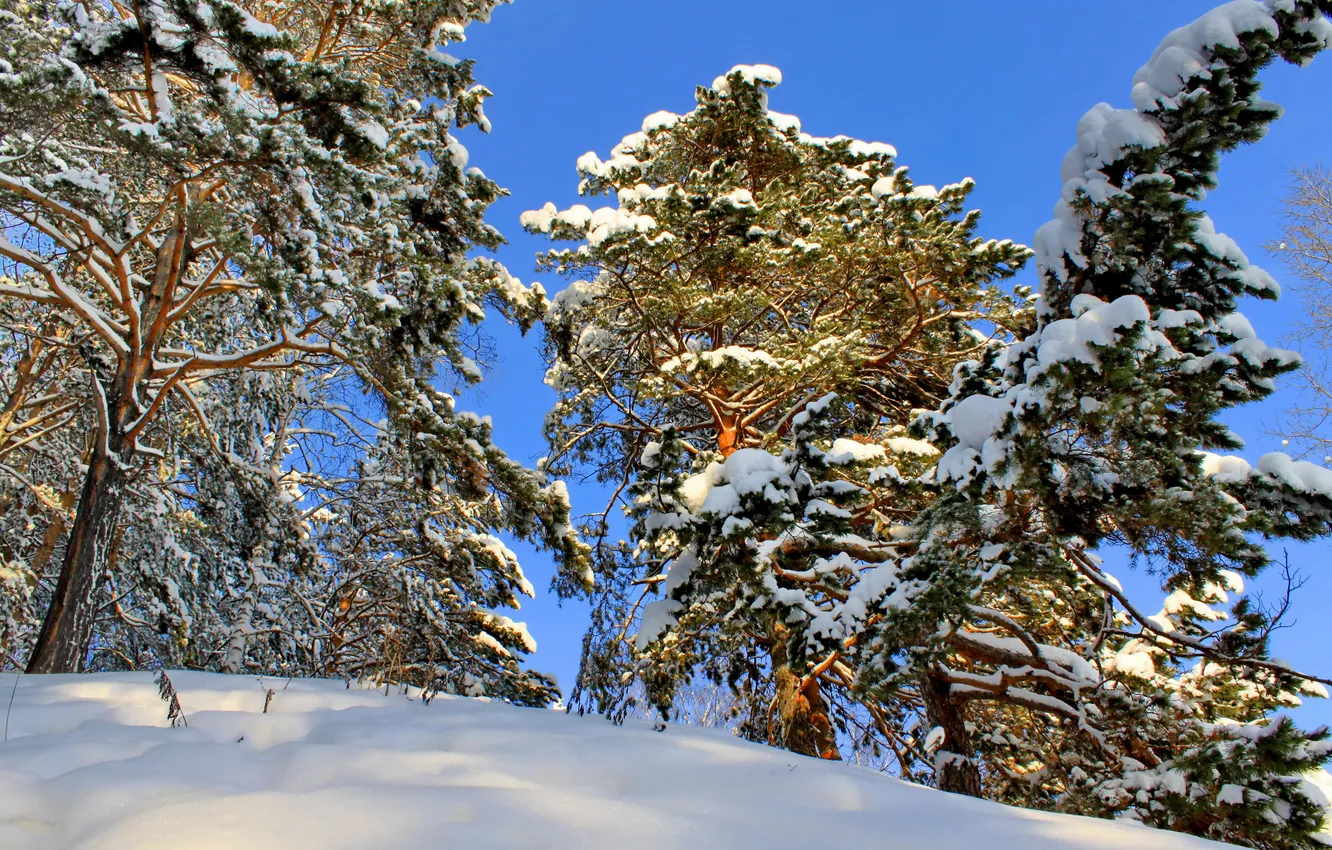 Фото обои зима, небо, снег, деревья