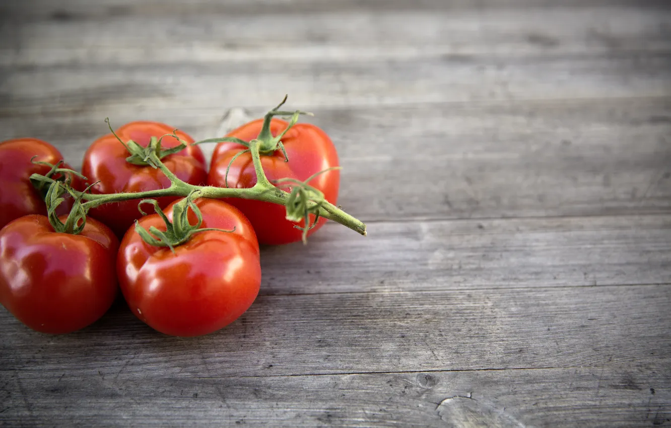 Фото обои кисть, помидоры, photo, photographer, tomato, markus spiske