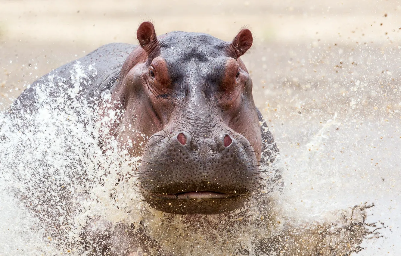 Фото обои Safari, Zambia Wildlife, Charging Hippo