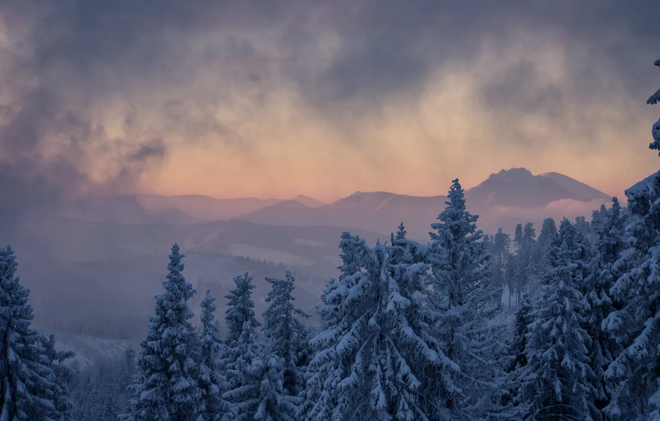 Фото обои зима, облака, деревья, пейзаж, горы, природа, туман, ели