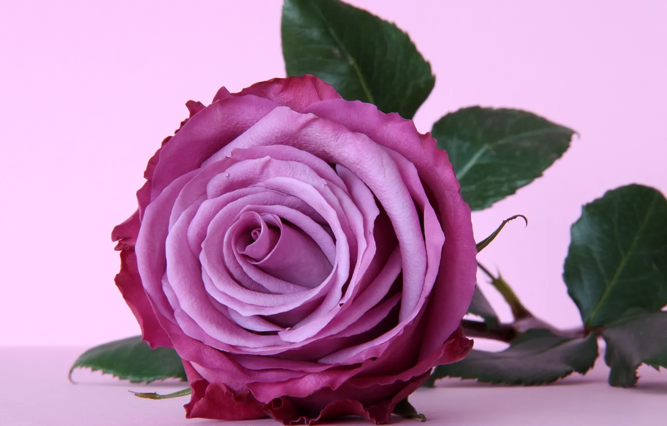 Фото обои цветок, фиолетовый, роза, rose, flower, purple, violet