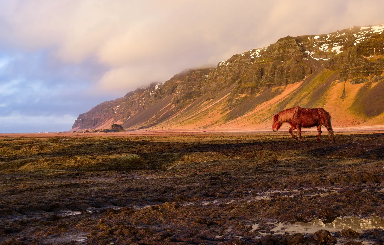 Фото обои поле, горы, конь, лошадь, Исландия
