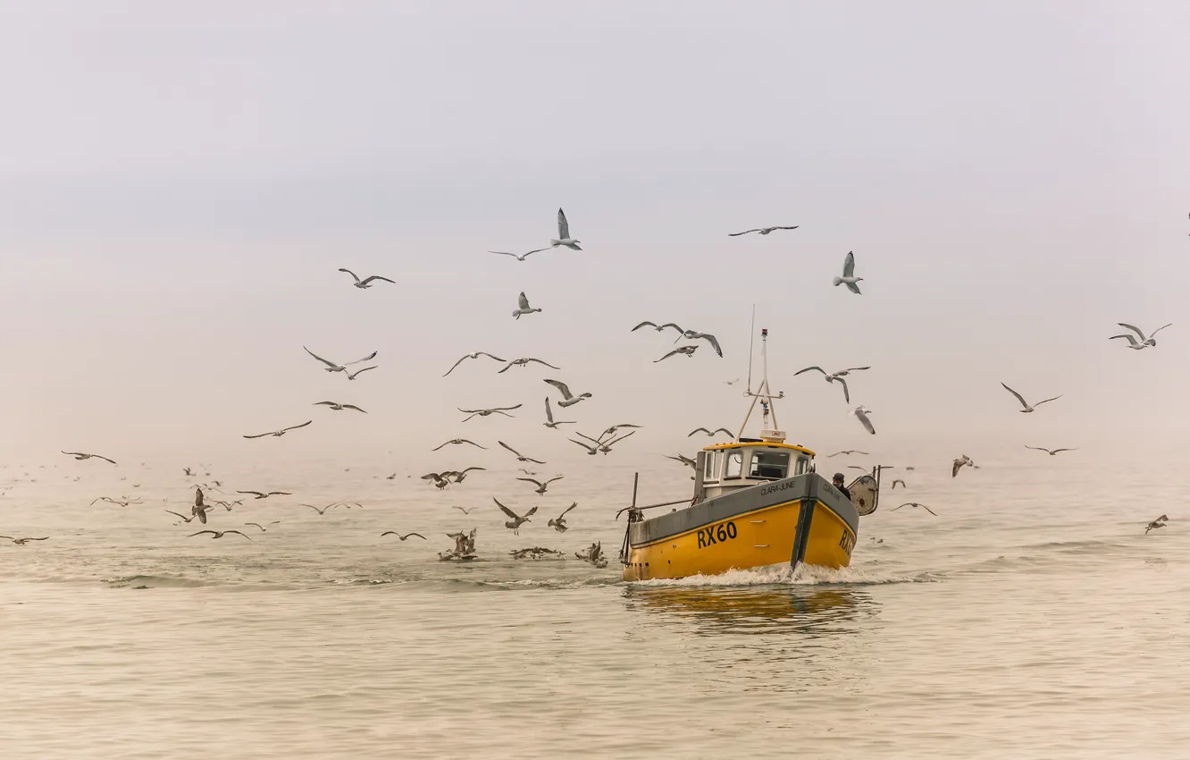 Фото обои море, птицы, туман, корабль