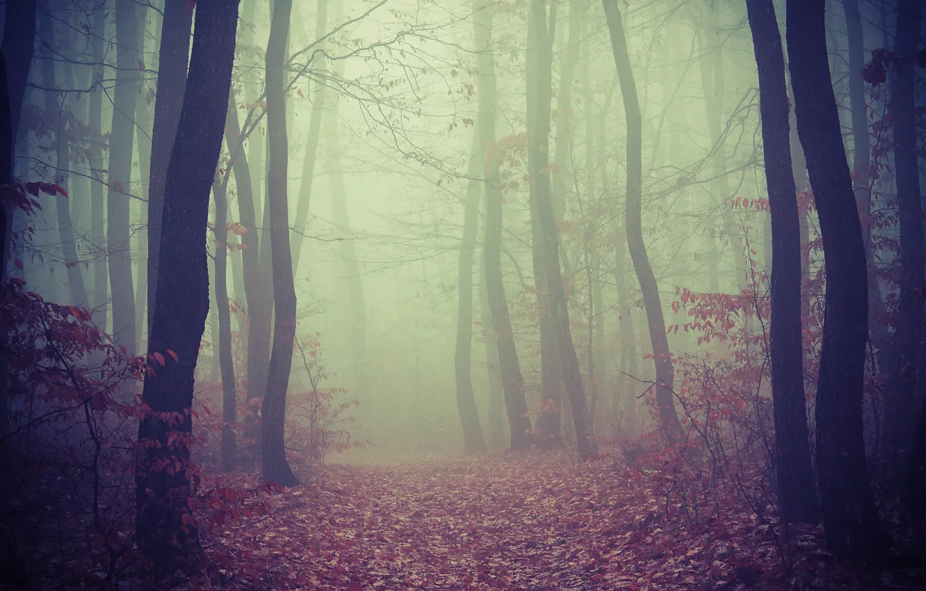 Фото обои дорога, лес, деревья, туман, листва