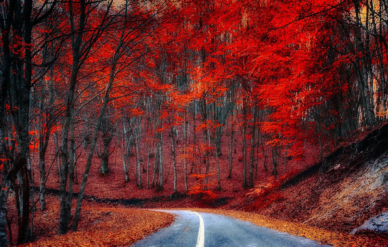 Фото обои дорога, осень, лес, листья, деревья, багрянец