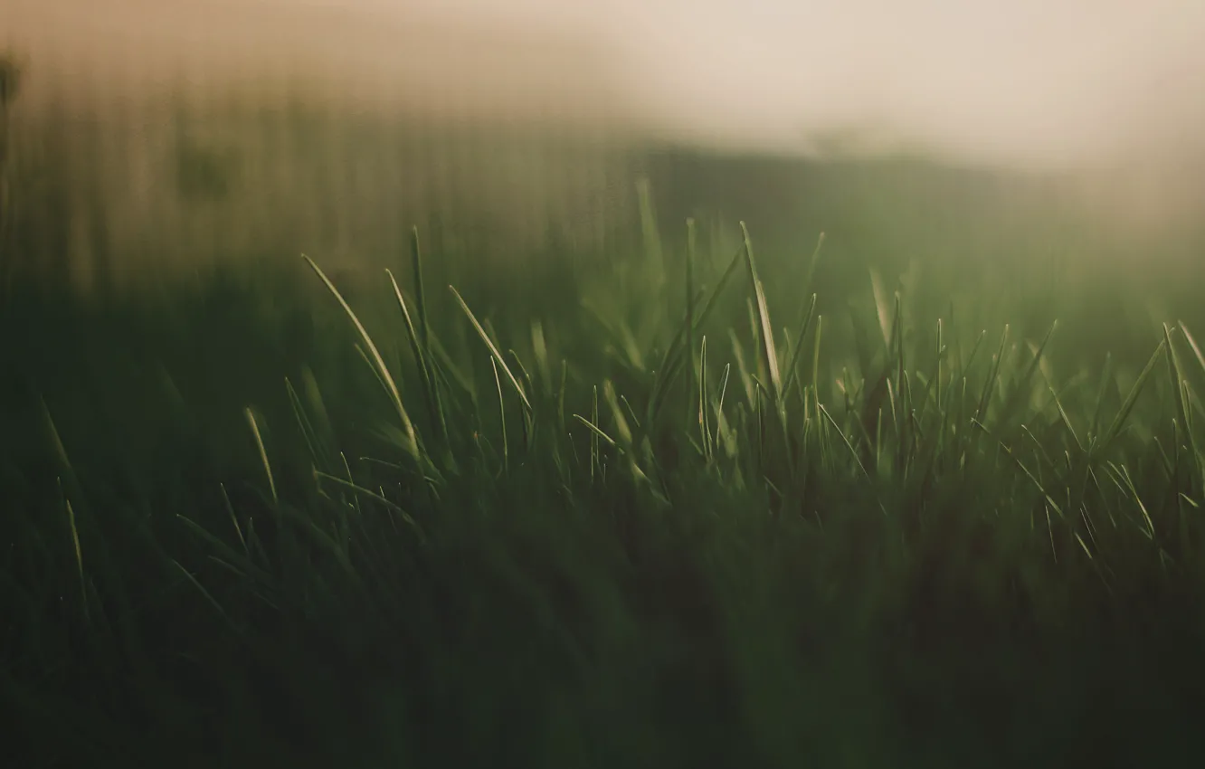 Фото обои трава, макро, свет, зеленая, сладкий