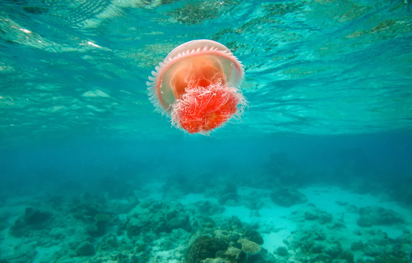 Фото обои море, течение, медуза, филиппины, яркая, Dimakya Island