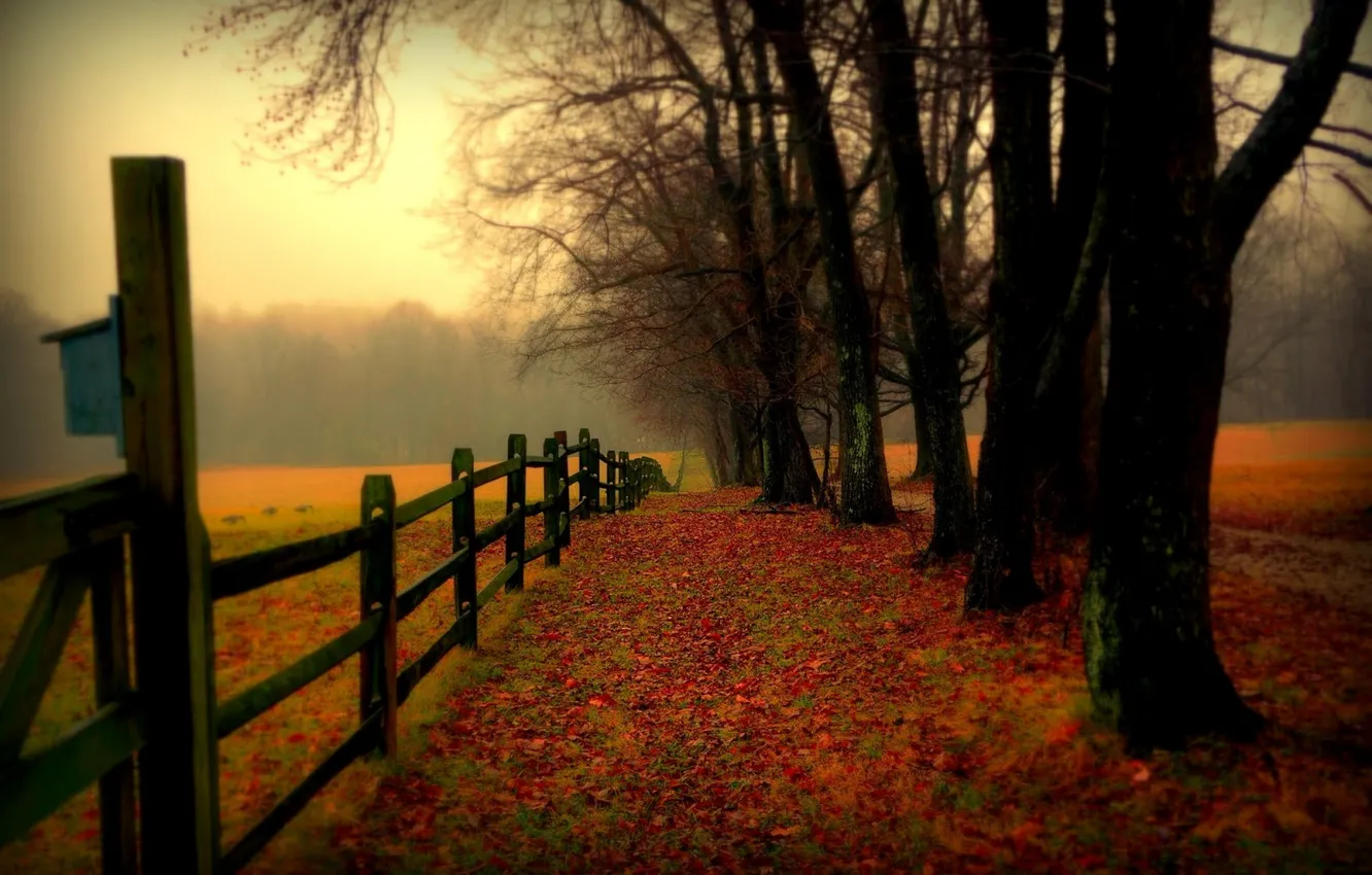 Фото обои дорога, поле, осень, лес, листья, деревья, природа, colors