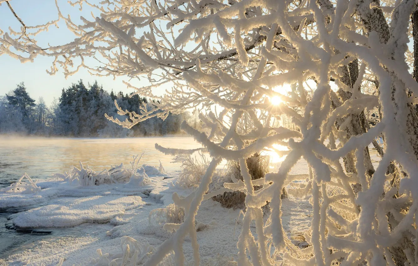 Фото обои зима, иней, солнце, свет, ветки, природа
