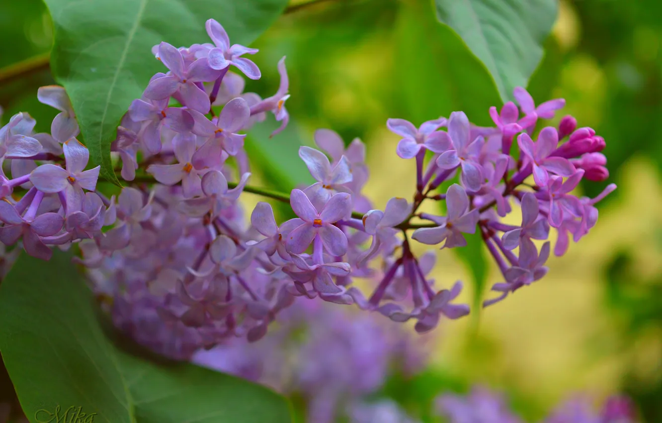 Фото обои Весна, Сиреневые цветы, Purple flowers
