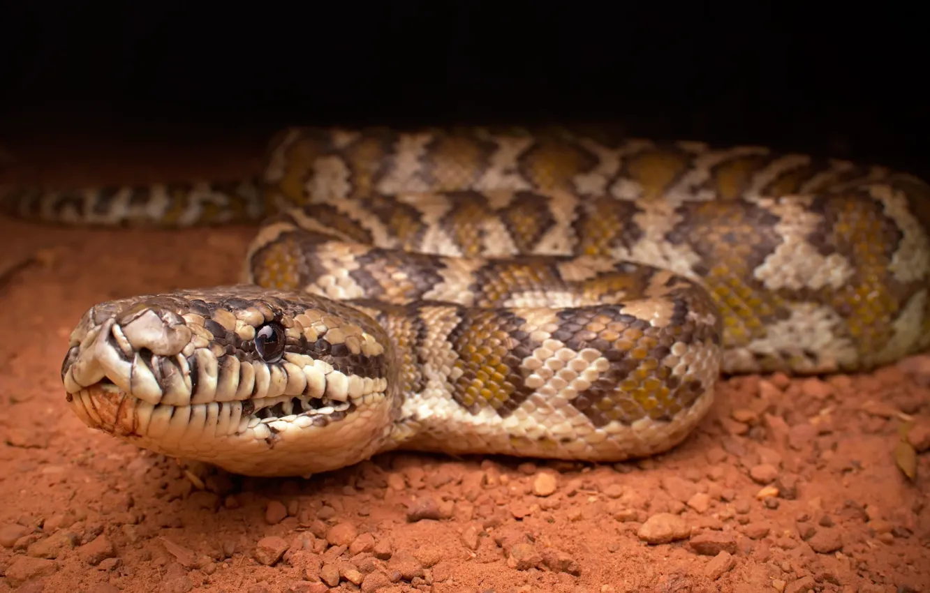 Фото обои snake, Morelia spilota variegata, Darwin Carpet Python