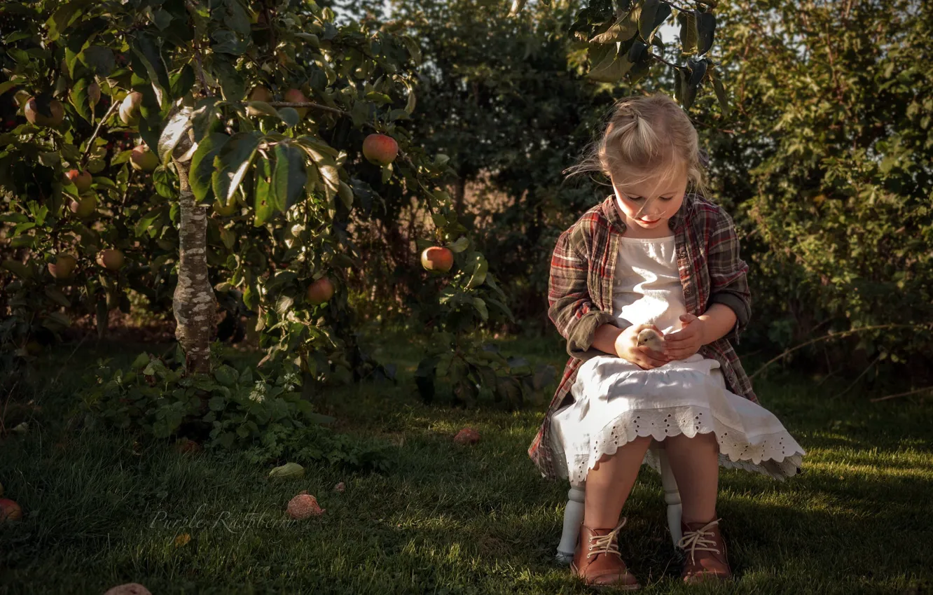 Фото обои лето, настроение, яблоки, сад, девочка, яблоня, цыплёнок