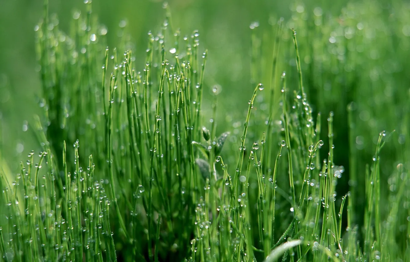 Фото обои трава, капли, зеленый
