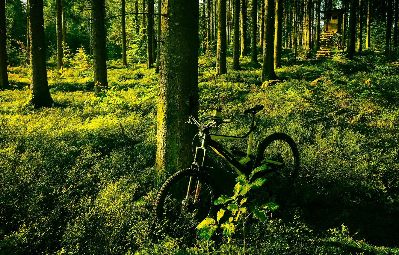Фото обои зелень, лес, лето, свет, деревья, велосипед, сосны, будка