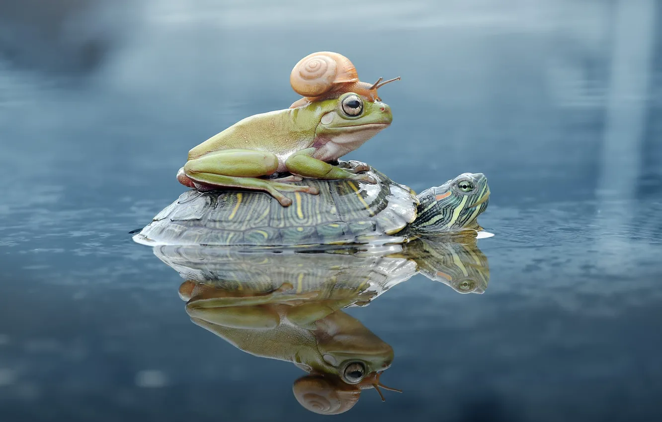 Фото обои взгляд, вода, отражение, фон, вместе, моллюск, лягушка, черепаха