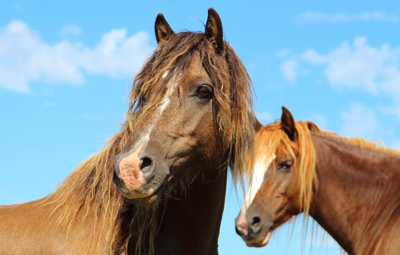 Фото обои взгляд, лошади, грива