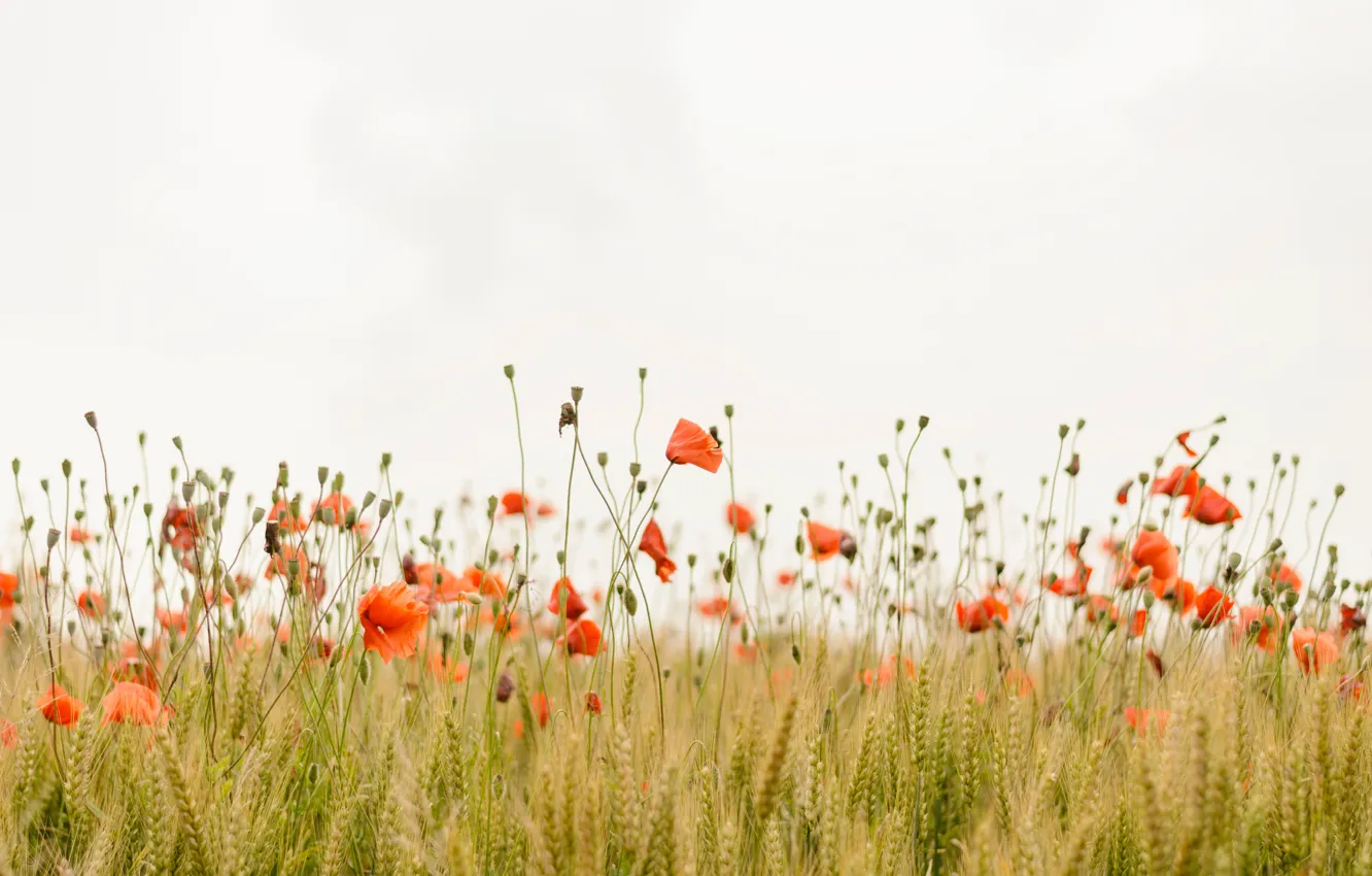 Фото обои поле, трава, цветы, мак, маки, flowers