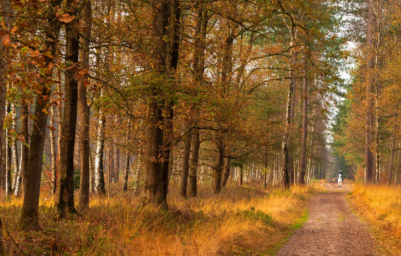 Фото обои дорога, осень, лес, белый, трава, листья, деревья, ветки