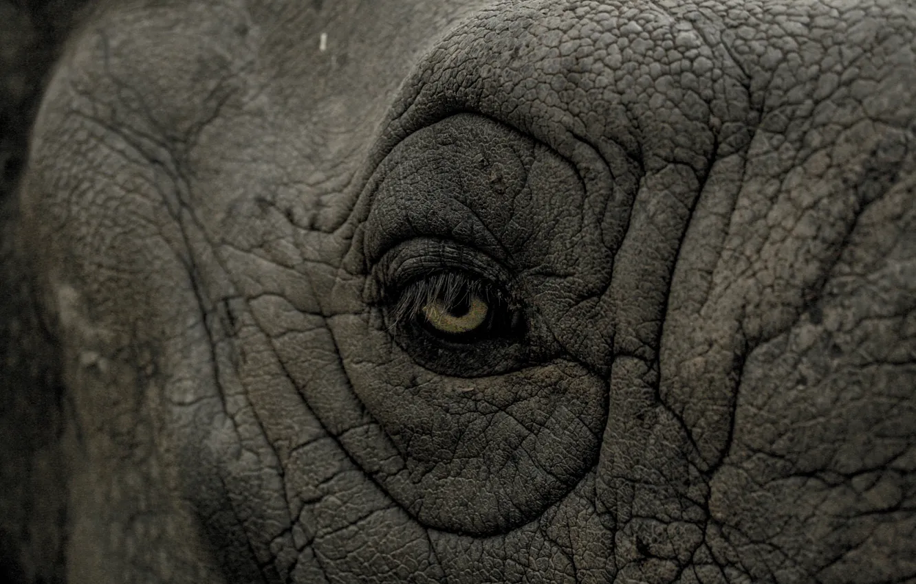 Фото обои rhino, eye, wrinkles