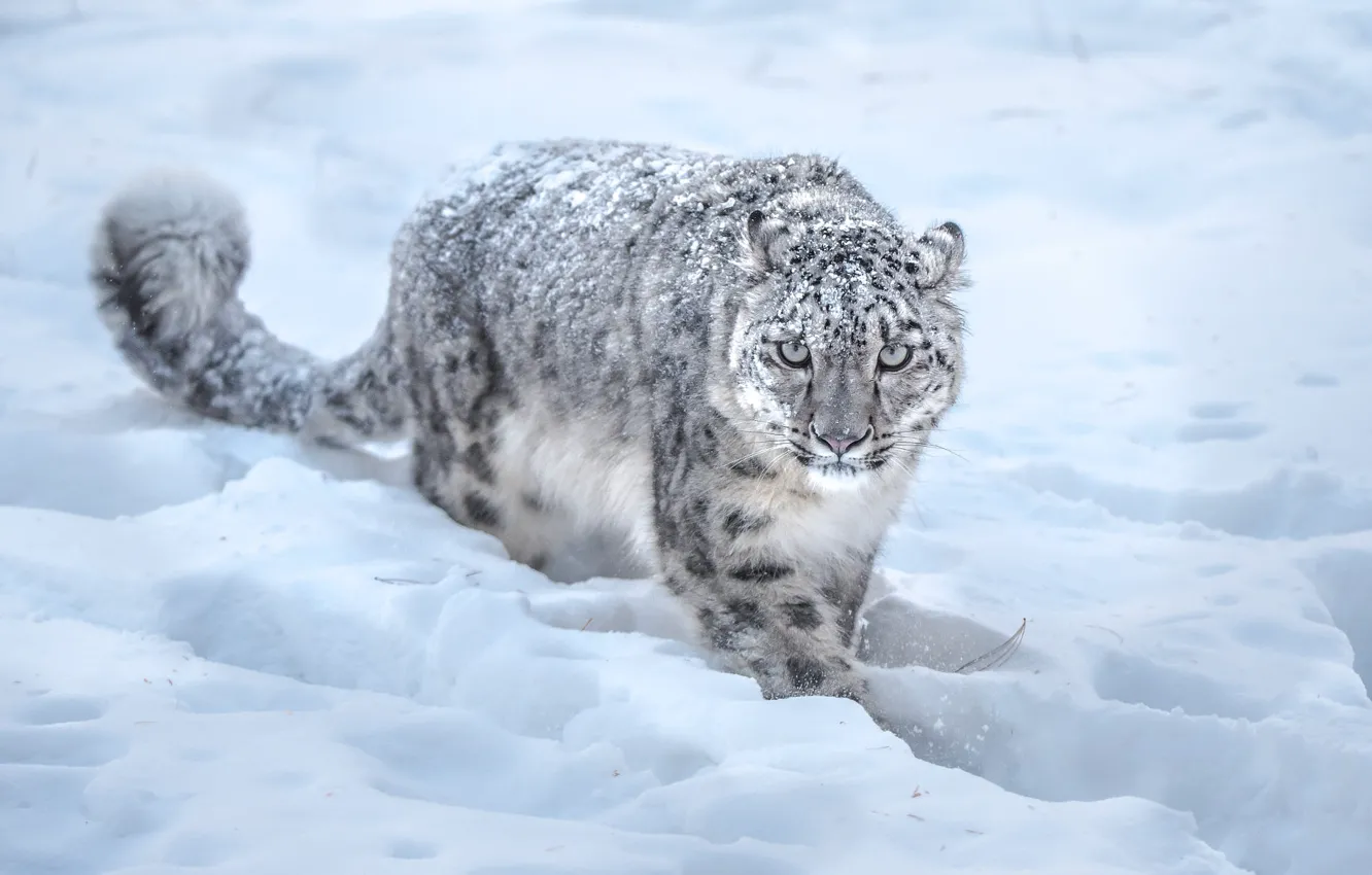 Фото обои зима, поле, взгляд, морда, снег, следы, поза, тропа