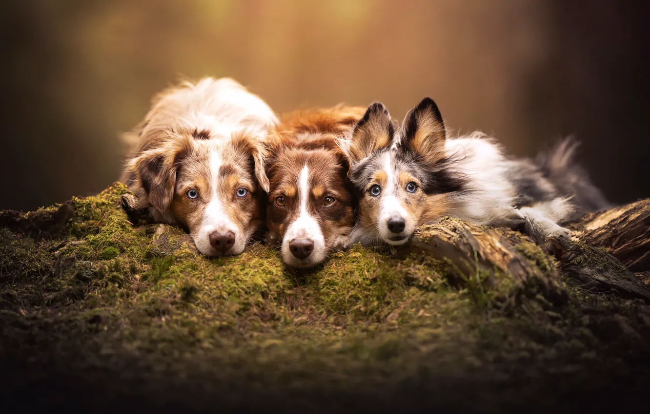 Фото обои собаки, мох, трио, мордашки, троица