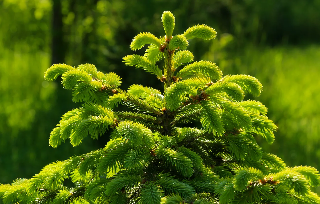 Фото обои green, spruce, twigs