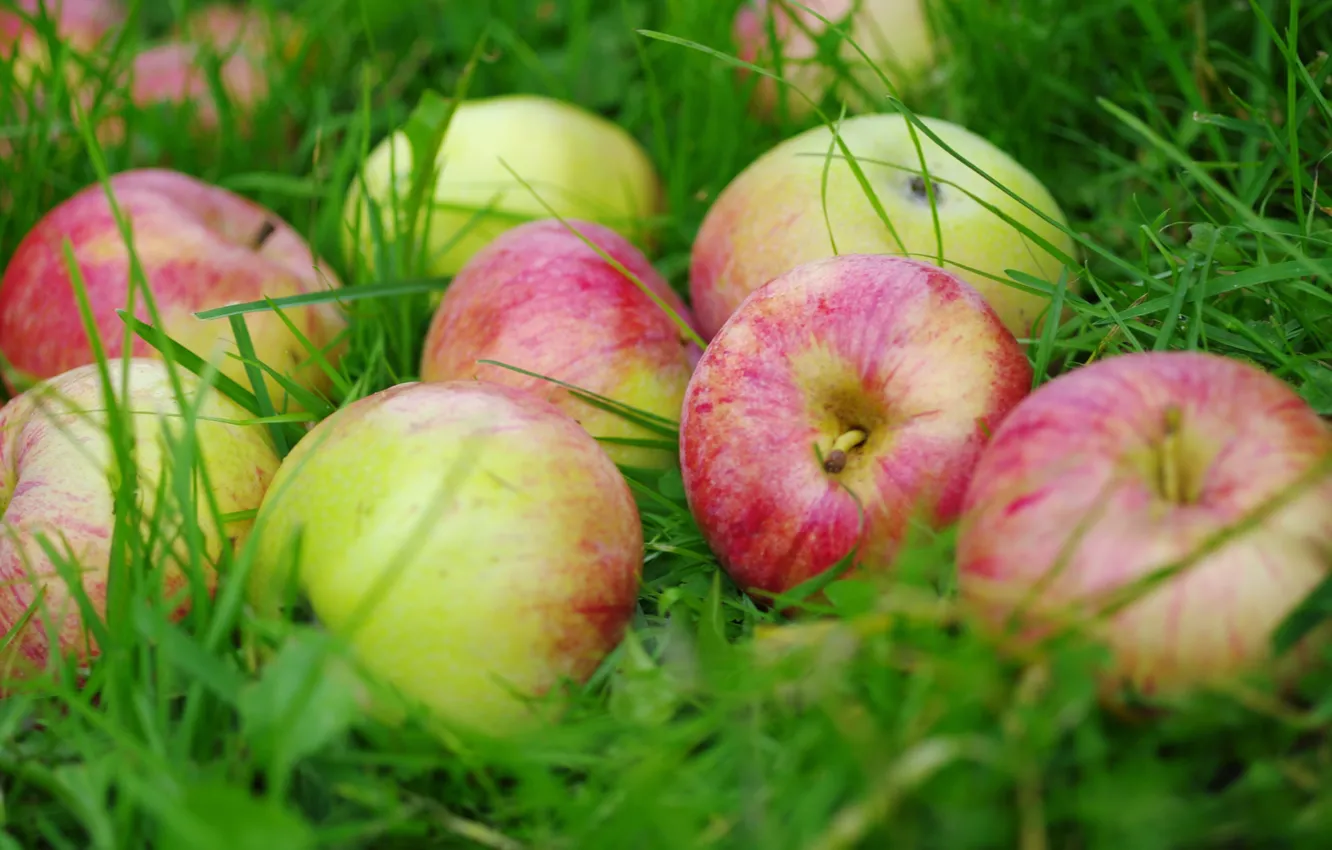 Фото обои трава, яблоки, плоды