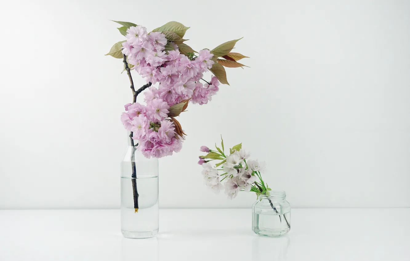 Фото обои вишня, веточка, весна, лепестки, сакура