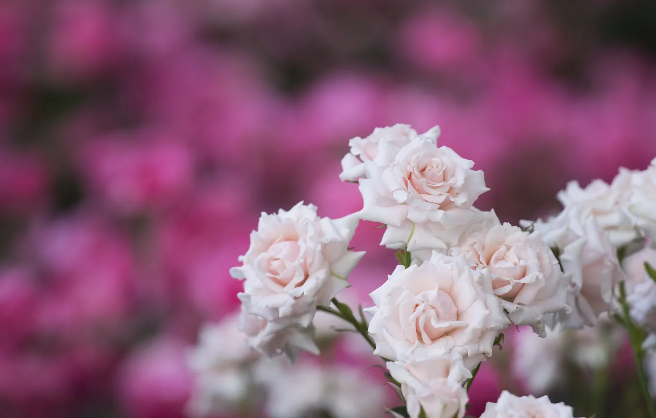 Фото обои нежность, розы, розовый куст
