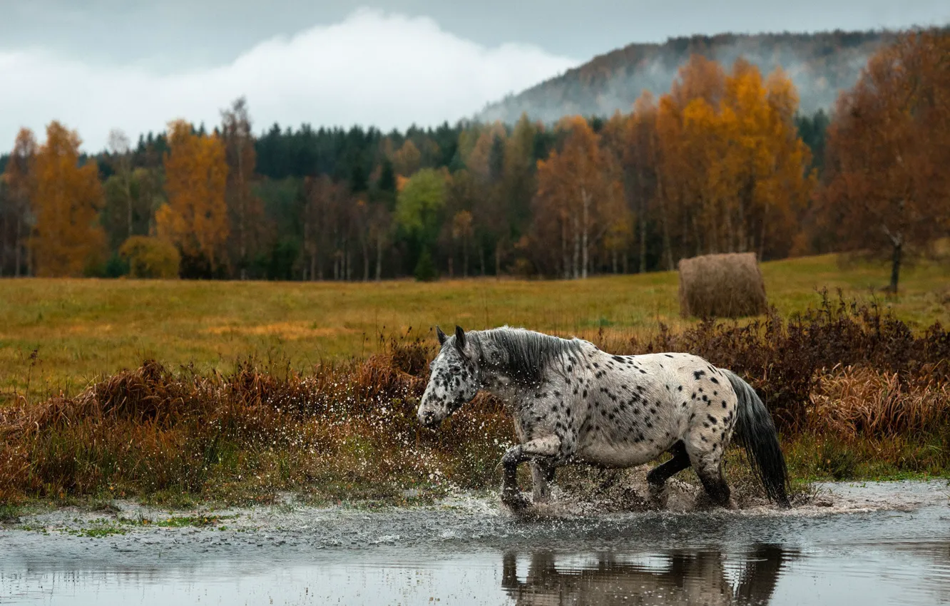 Фото обои поле, осень, лес, природа, река, конь, берег, лошадь
