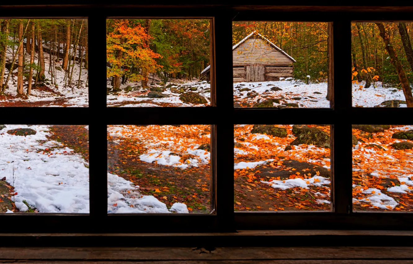 Фото обои зима, дорога, осень, лес, трава, листья, снег, деревья