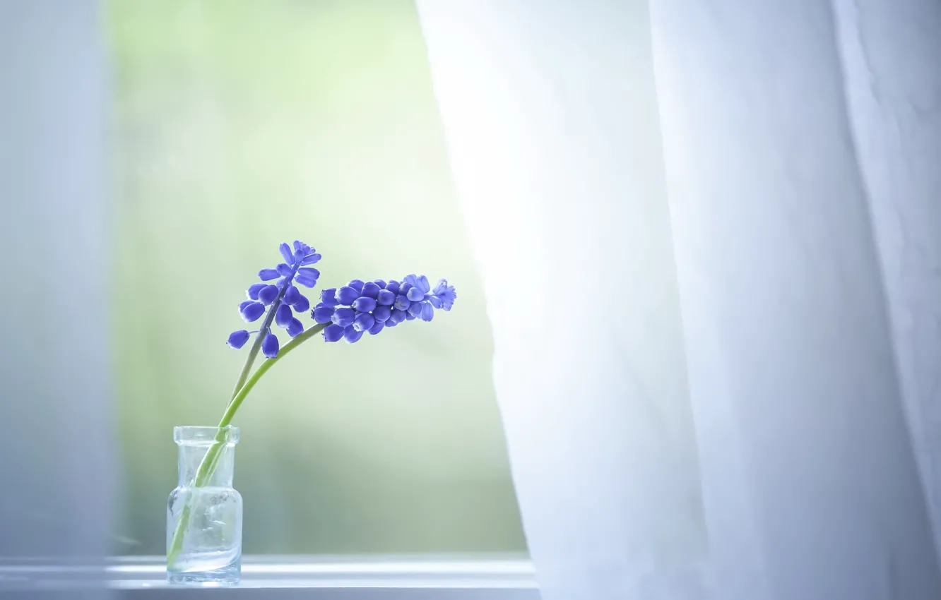 Фото обои цветы, дом, окно