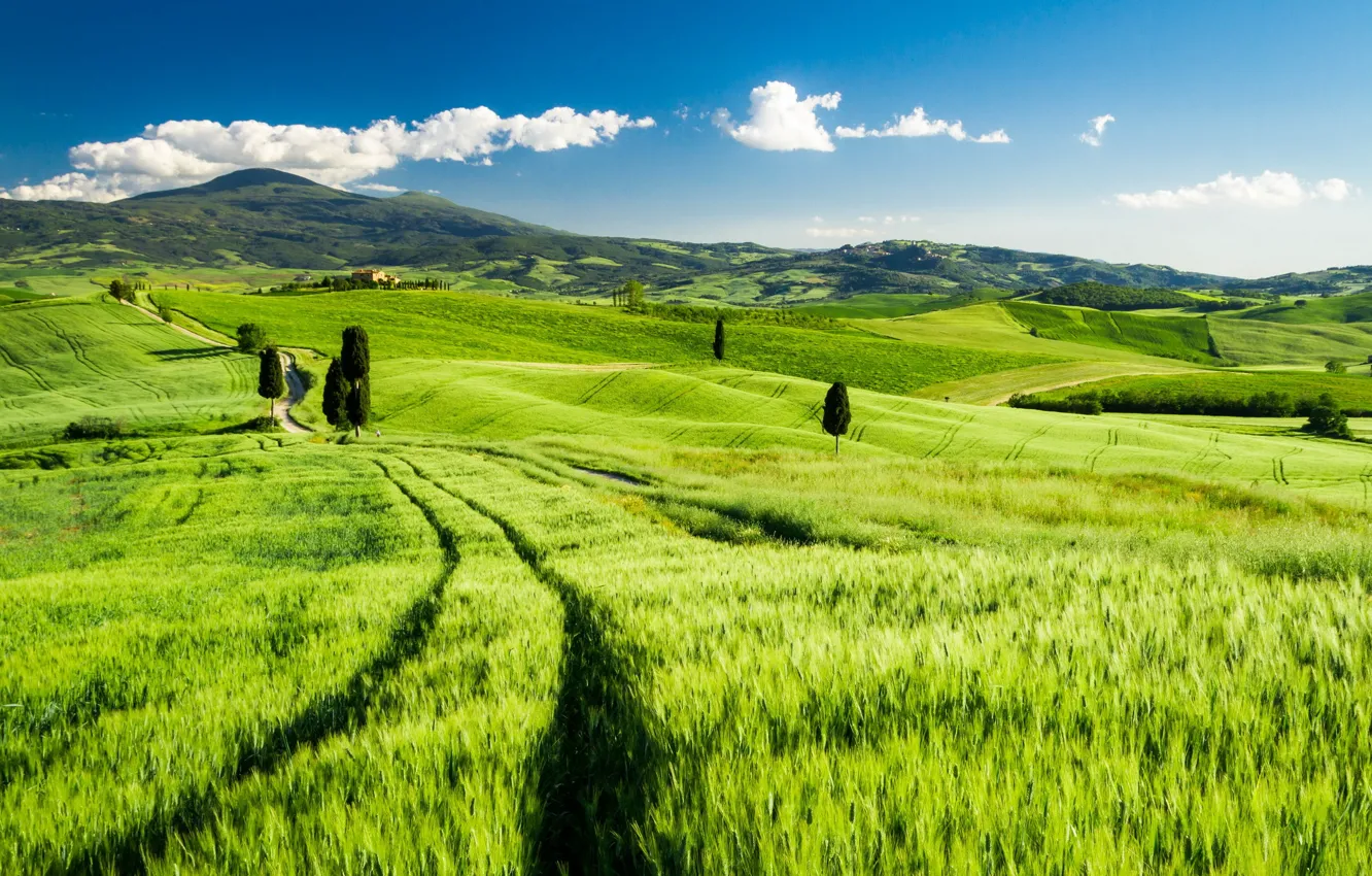Фото обои поле, пейзаж, Italy, Tuscany