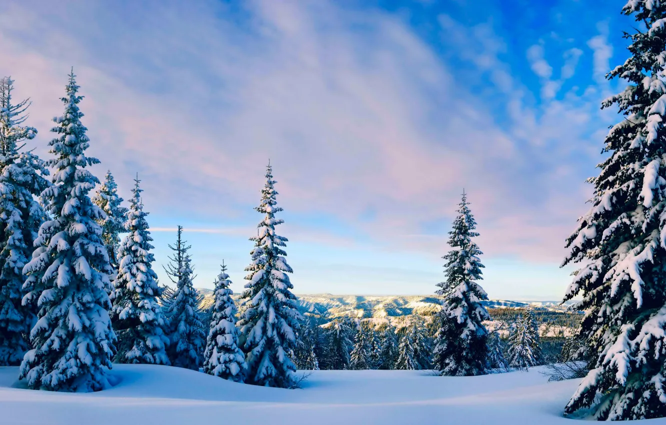 Фото обои forest, Winter, sky, trees, landscape, nature, clouds, snow
