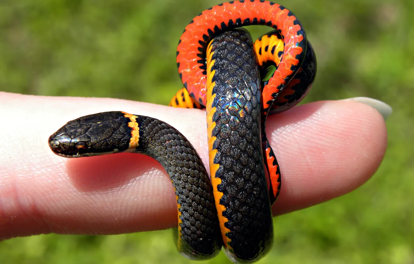 Фото обои змея, палец, чешуйки